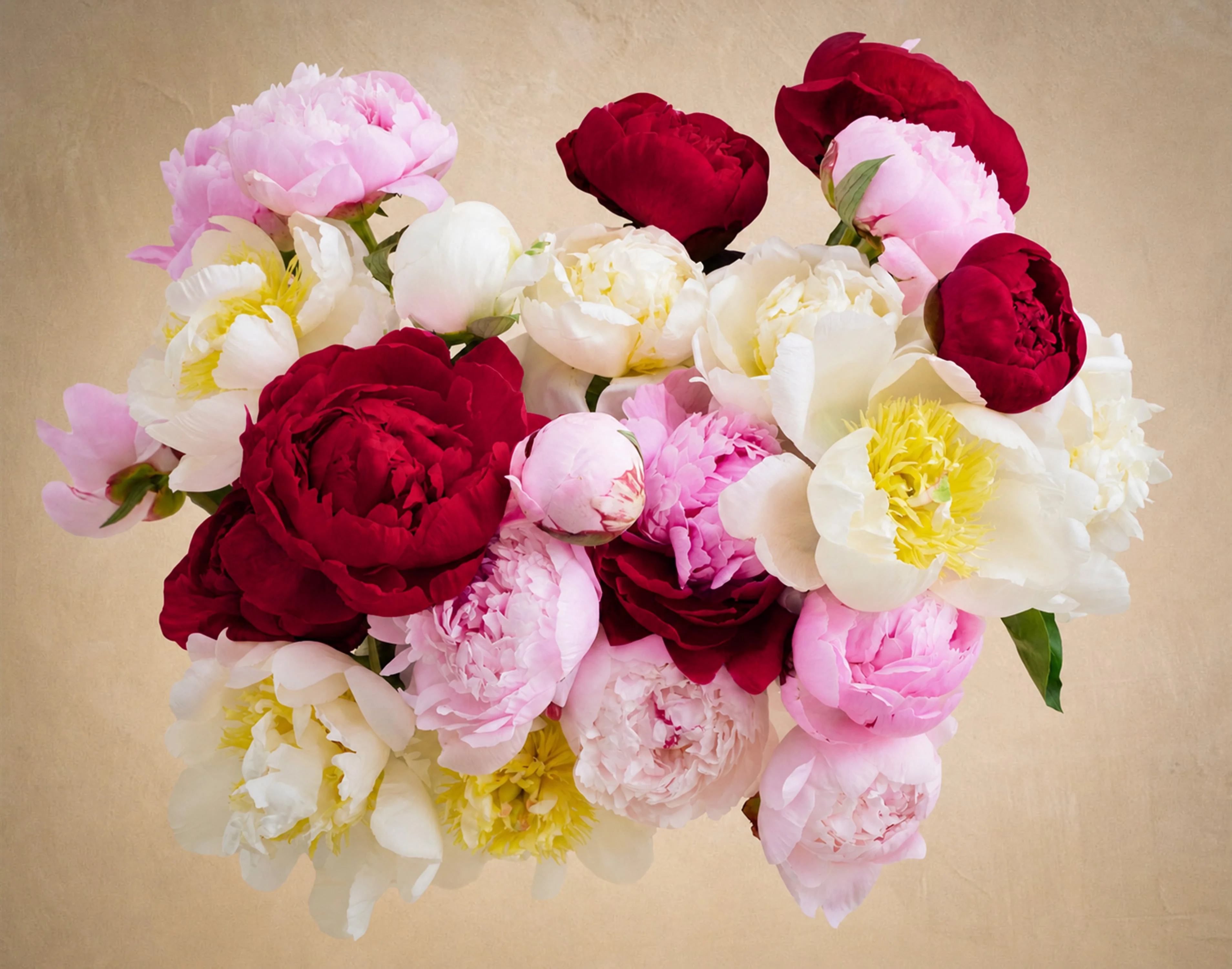 Double The Alaskan Peony - Image 2