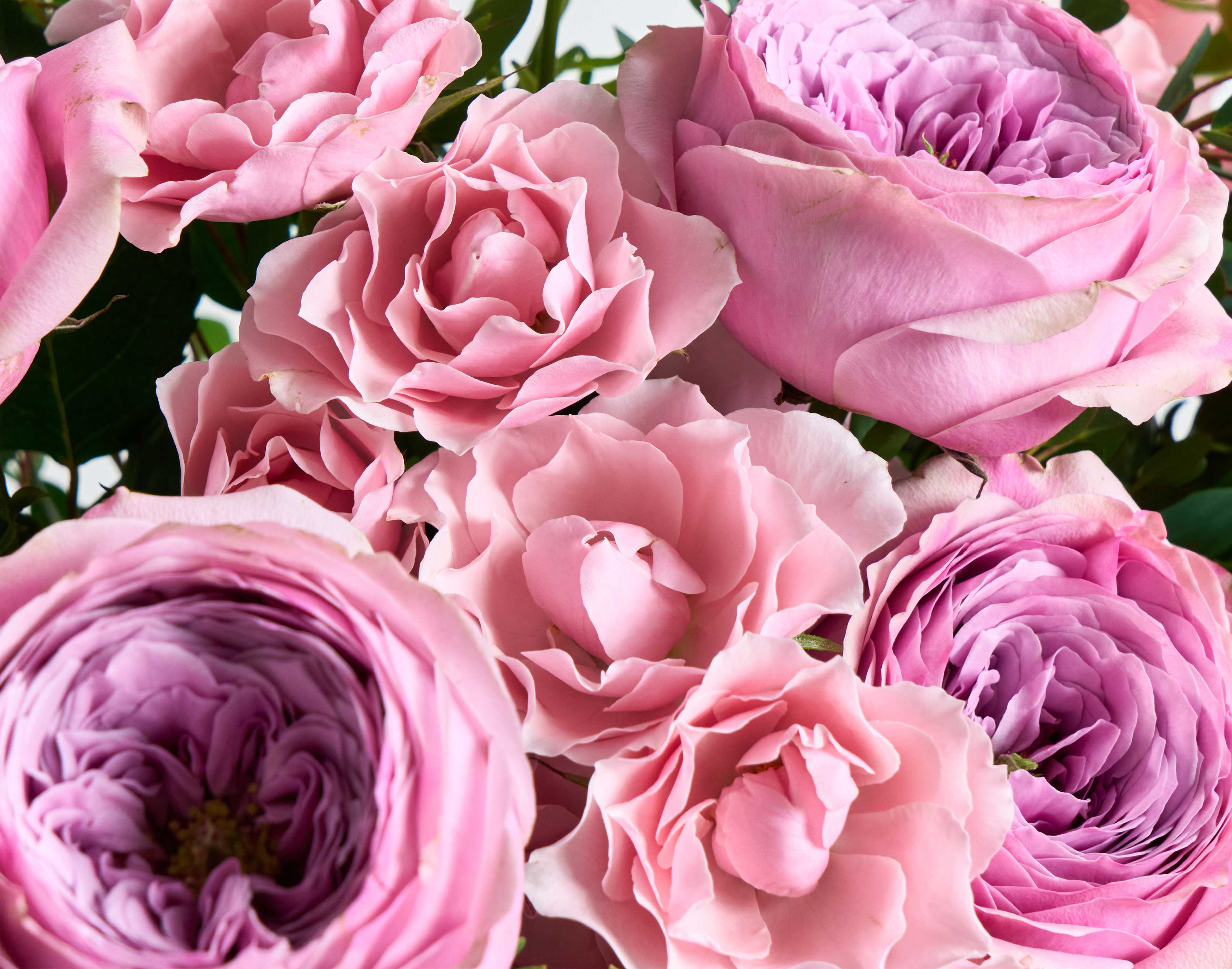 The Peonykiss - Image 4