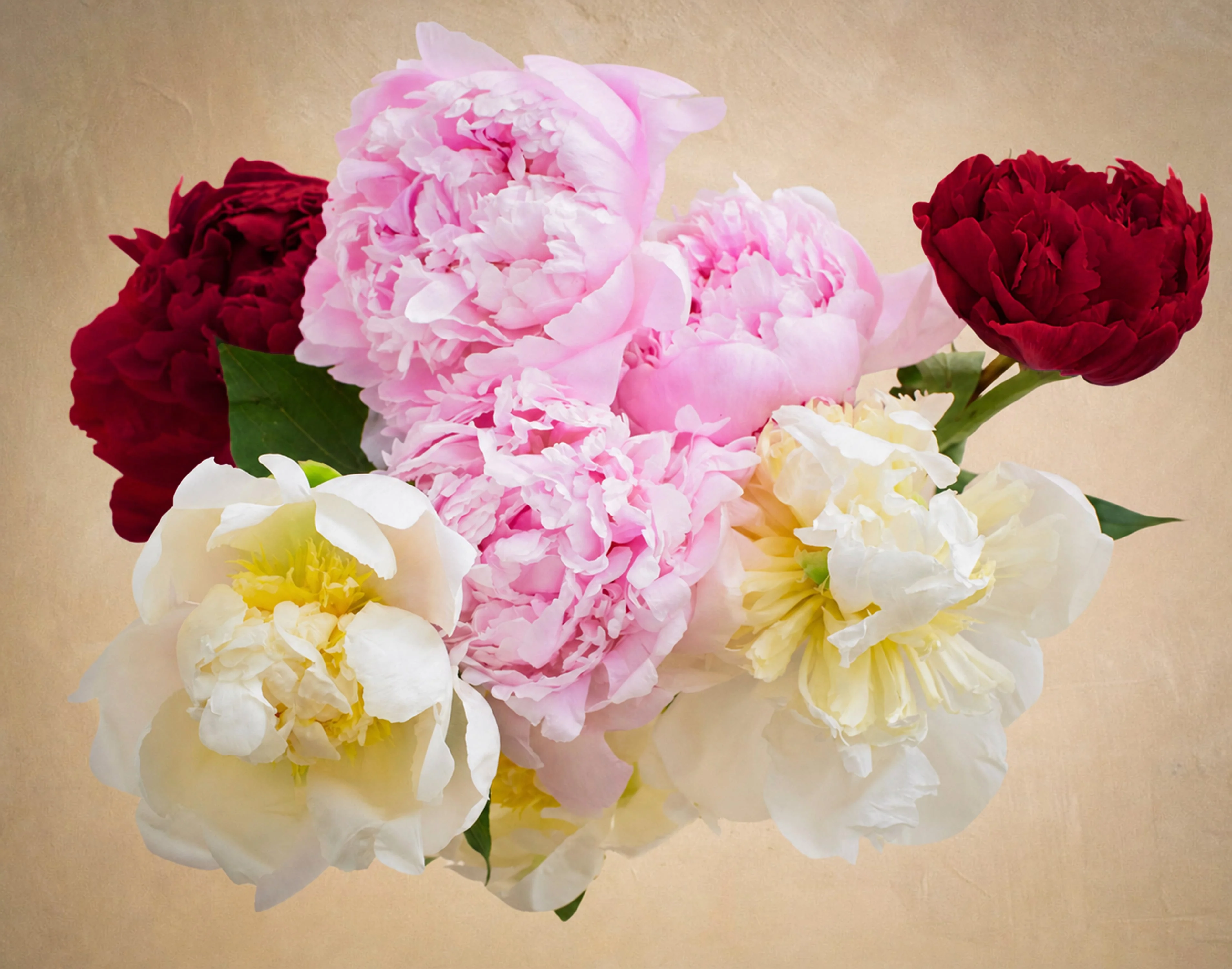 The Alaskan Peony - Image 2