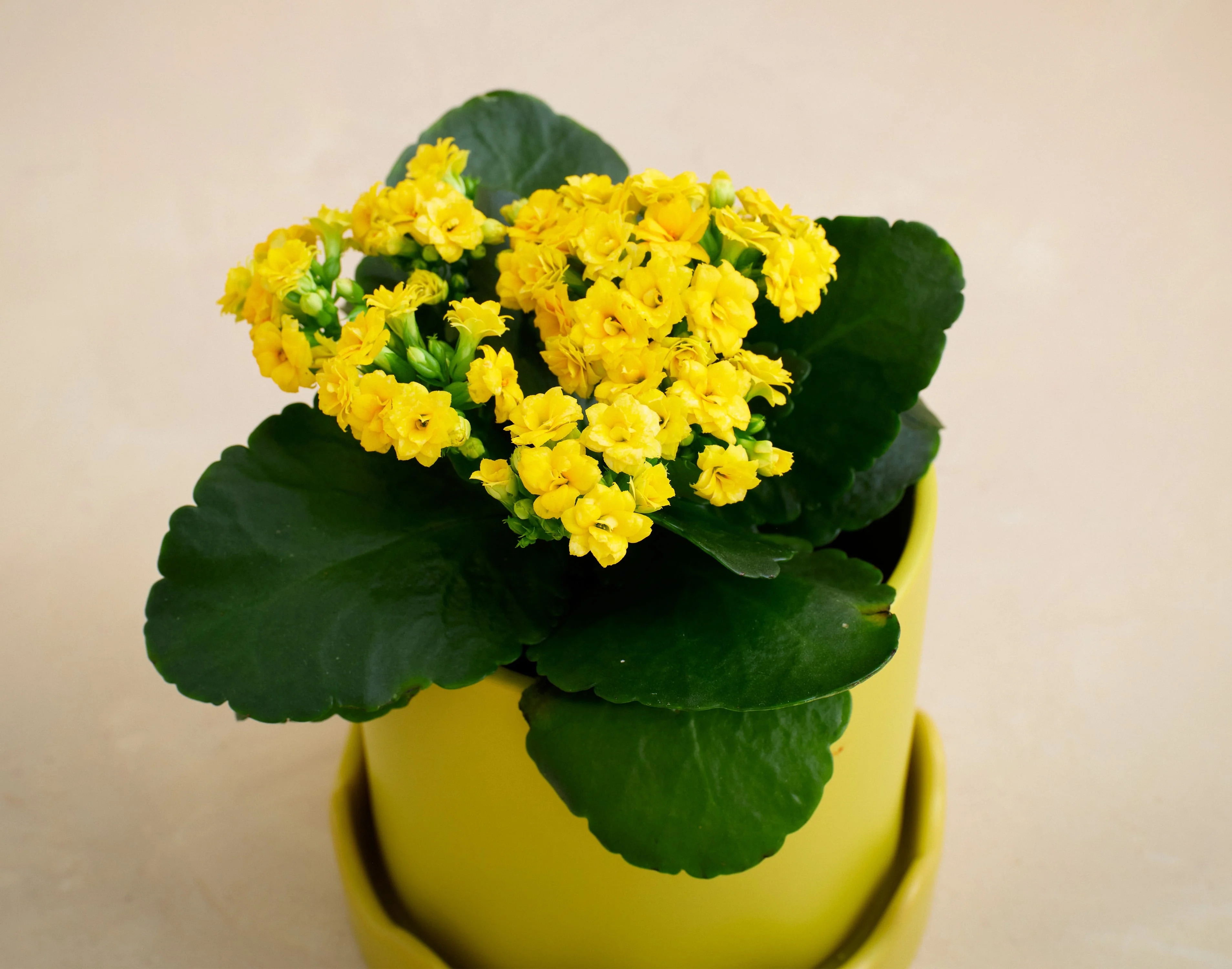 The Drop of Sunshine - Image 2
