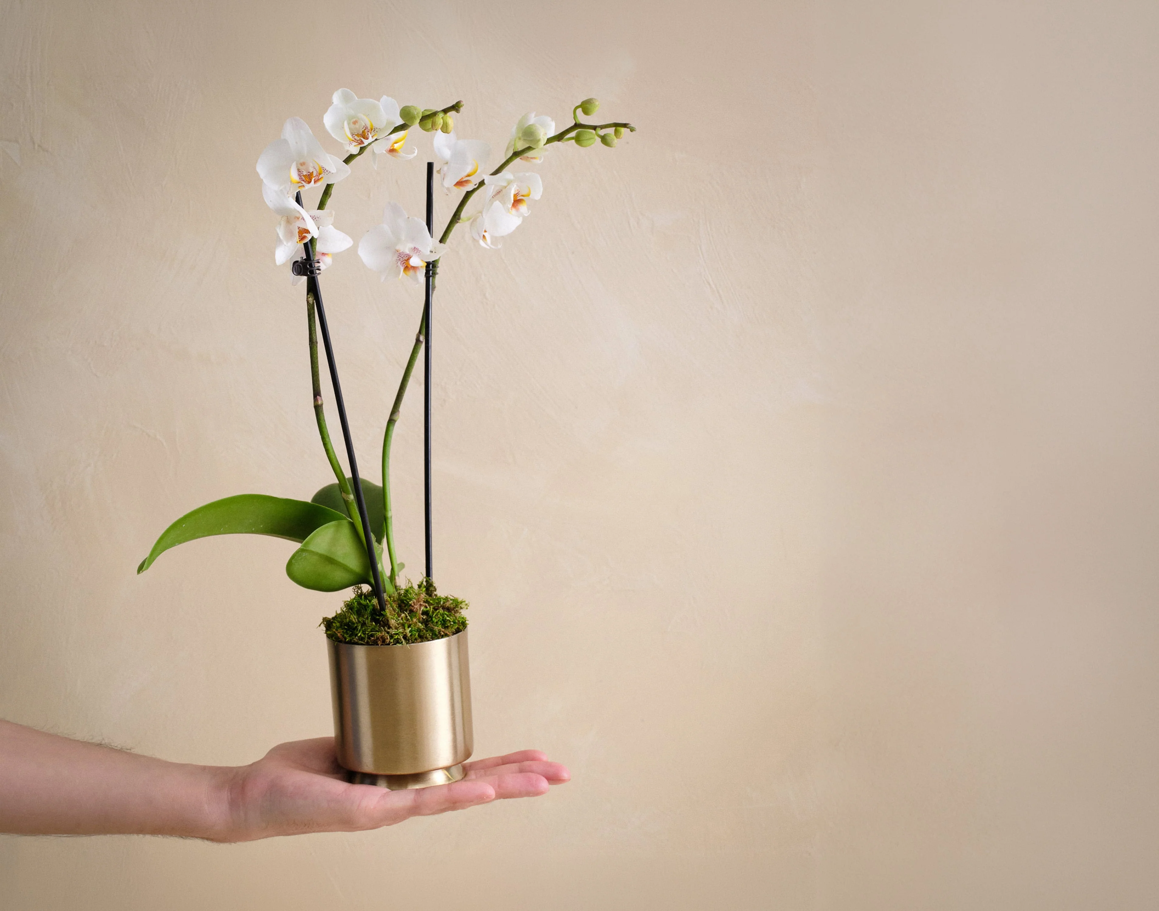 The Orchid Luxe - Image 3
