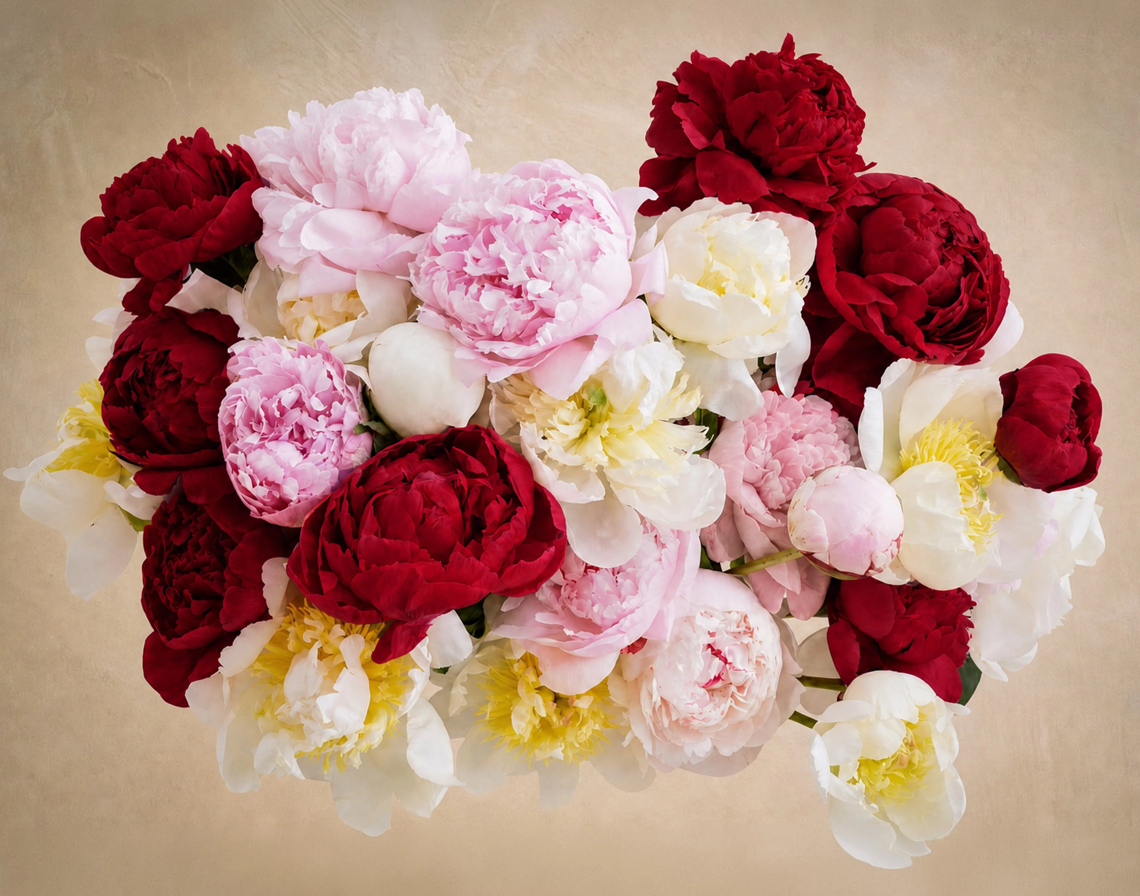 Triple The Alaskan Peony - Image 2